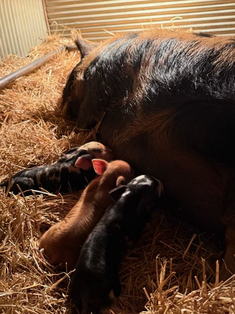 Our Piglets